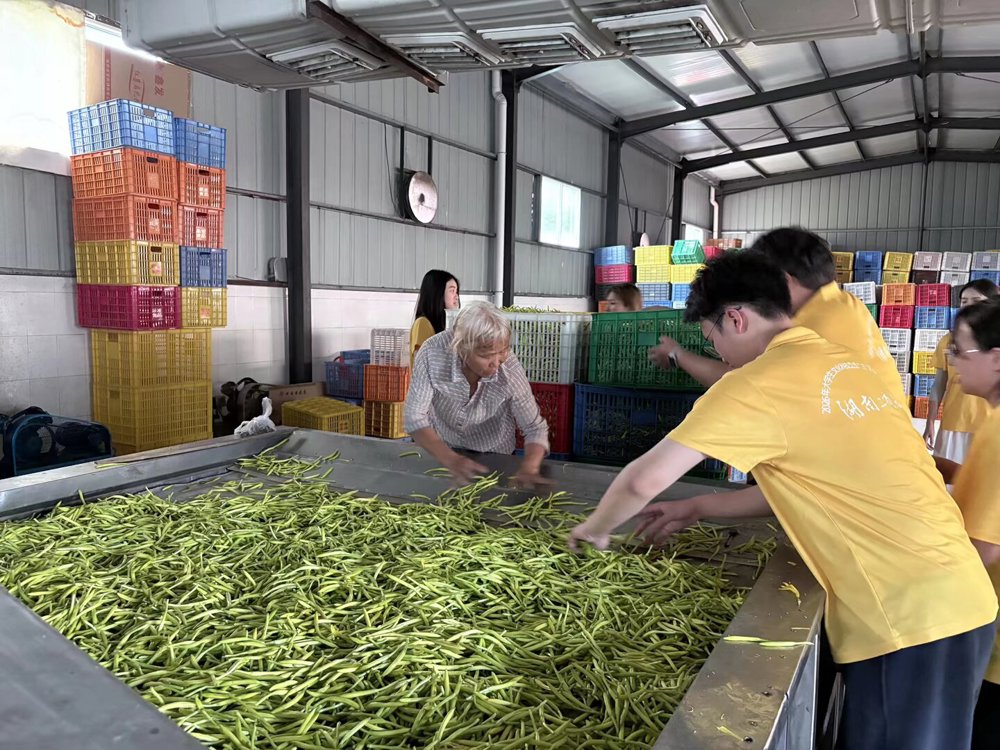 图1：图为团队成员观摩烘干生产线，整理鲜黄花菜原料